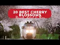 Download Lagu Hanami in Tokyo for cherry blossoms: 20 Best sakura spots in March, April \u0026 May