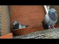 Vitamin Water for Racing Pigeons Provit-Forte from JEDDS Bird Supplies