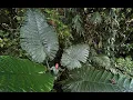 Download Lagu FIELD TRIP WITH PATRICK BLANC, DERAMAKOT \u0026 SEPILOK, BORNEO SABAH