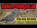 Lagu PERKUTUT LOKAL  PAKEM MATARAM PENINGGALAN KERAJAAN