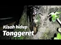 Tonggeret | Garengpung | Cicada