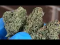 Chocolato Strain Review UK