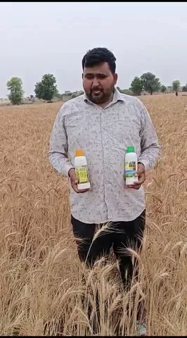 गेंहू चाहिए बढ़िया तो  नैनो डीएपी से हो बीज का उपचार, नैनो यूरिया और सागरिका की हो स्प्रे