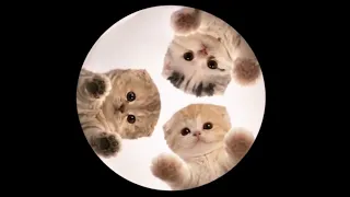 Tree Kittence dancing to Pedro Pedero Pedro [AMV]