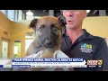 Palm Springs Animal Shelter celebrates National Dog Rescue Week waving adoption fees for