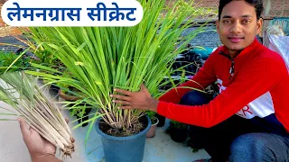 Download लेमनग्रास उगाने का सबसे बेहतरीन तरीका / How To Grow Lemongrass At Home In Pot / Lemongrass Care MP3