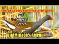 Download Lagu Suara Pikat Mandar Batu /Ayam Ayaman Paling di Cari