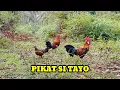 Download Lagu PIKAT DAN AYAM HUTAN SALING BEREBUT BETINA