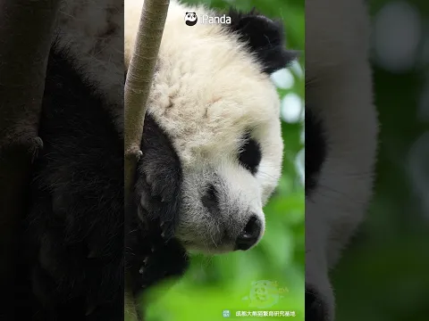 Stop Scrolling And Feel This Little Panda Breathing | iPanda #shorts