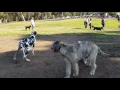 Battle Of Titans 7 Month old Irish Wolfhound Pup vs Great Dane Pup Over 425 000 views