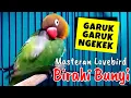 Download Lagu Masteran Suara Lovebird Birahi Bunyi JOSS MANTAP Bikin Lb Apapun Ikut Birahi Lanjut Bunyi