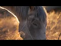 DuMOR Calm and Steady Horse Feed