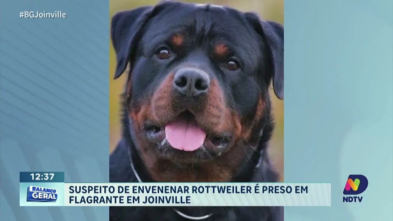 Suspeito de envenenar Rottweiler é preso em flagrante em joinville