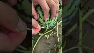 Insert A Toothpick Into The Stem Of The Melon To Prevent It From Cracking Due To Excessive Moisture 
