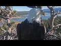 Jackie the eagle s remains going to National Eagle Repository in Commerce City