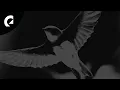 Hara Noda - Swallows Royalty Free Music