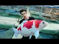 Download Lagu LARGEST KOI FISH FARM in SINGAPORE!! - (Private Tour)