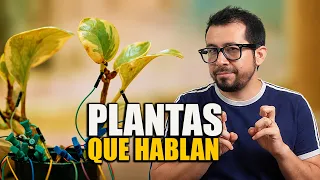 Desarrollan Dispositivo para que las Plantas "NOS HABLEN"