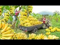 Download Lagu Use Truck Harvesting Tons Of Banana Goes To Market Sell | New Free Bushcraft