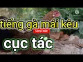 Download Lagu tiếng gà mái kêu cục tác gọi bổi