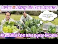 Lagu PERDANA‼️AKHIRYA BISA PANEN ROMANESCO || ALAMDULILLAH PANEN SEMUA SAYURAN DI KEBUNKU