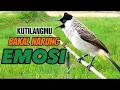 Download Lagu Coba Saja.??Kutilangmu Bakal Narung Nyaut EMOSI Saat Dengar Suara Pikat Kutilang Gacor Manggil Lawan