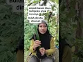 Tips Mengusir Tikus di Rumah Dengan Daun Pandan