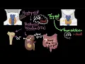 Parathyroid hormone calcitonin Chemical co-ordination Biology Khan Academy
