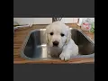 Download Lagu De pups zijn nu zo grappig! 1 en 2 april 2020
