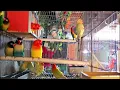 Download Lagu 6 Jam Suara Lovebird: Kicauan Meriah dari Kandang Burung Beo