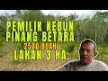 Download Lagu BUDIDAYA PINANG BETARA COCOK UNTUK LAHAN 3 HEKTAR