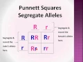 Bio-Lect Punnett Squares P F1 F2 generations