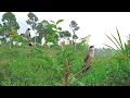 Download Lagu luar biasa!! suara burung kutilang memanggil keras...yang liar nempel nyobain pulut lem jebakan