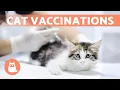 CAT VACCINATIONS Types and How Often Are They Needed