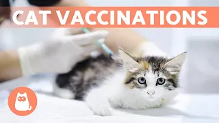 CAT VACCINATIONS Types and How Often Are They Needed