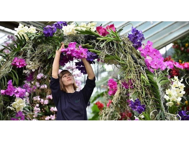 3 DICAS DE COMO CUIDAR DE ORQUIDEAS ←