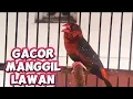 Lagu Strawberry finch Gacor manggil Lawan