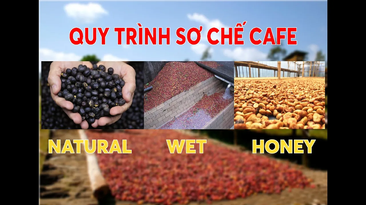 Outline Video HỌC PHA CHẾ - Quy Trình Sơ Chế Cafe | NATURAL | FULL-WASHED | HONEY COFFEE PROCESS