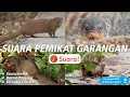 Download Lagu Suara Garangan Pemikat - Untuk Berburu Garangan