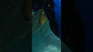 Cleaning the bottom of our boat #sharks #sailboat #travel