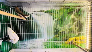 طائر المونيا فينش 