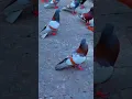 Download Lagu Kabootar ki video Pigeon birds Kabootar bazi #pigeon #shorts #short #youtubeshorts