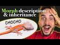 The Rarest Crested Gecko Morph You ve Never Seen