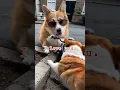 Corgi Casanova on Wheels! 🐶💨 When Charm Meets the Road ❤️ #corgi #dogshorts