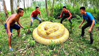 Brave Hunter Rescues Young Man From Giant Pythons