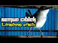 Download Lagu TERBUKTI...!!! Tidak satupun ciblek  yang tidak emosi bila di putarkan suara ciblek gacor ini.
