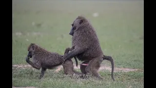 Top 6 Animals With The Most Crazy Mating Rituals In The Wild 