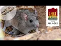 Packrat Animal Spotlight
