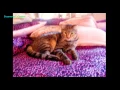 Is CAT FIV Curable