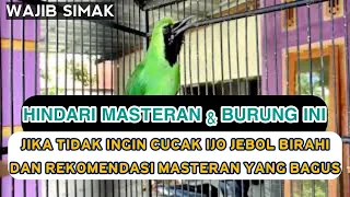 hindari masteran burung ini untuk cucak ijo anda atau bisa fatal